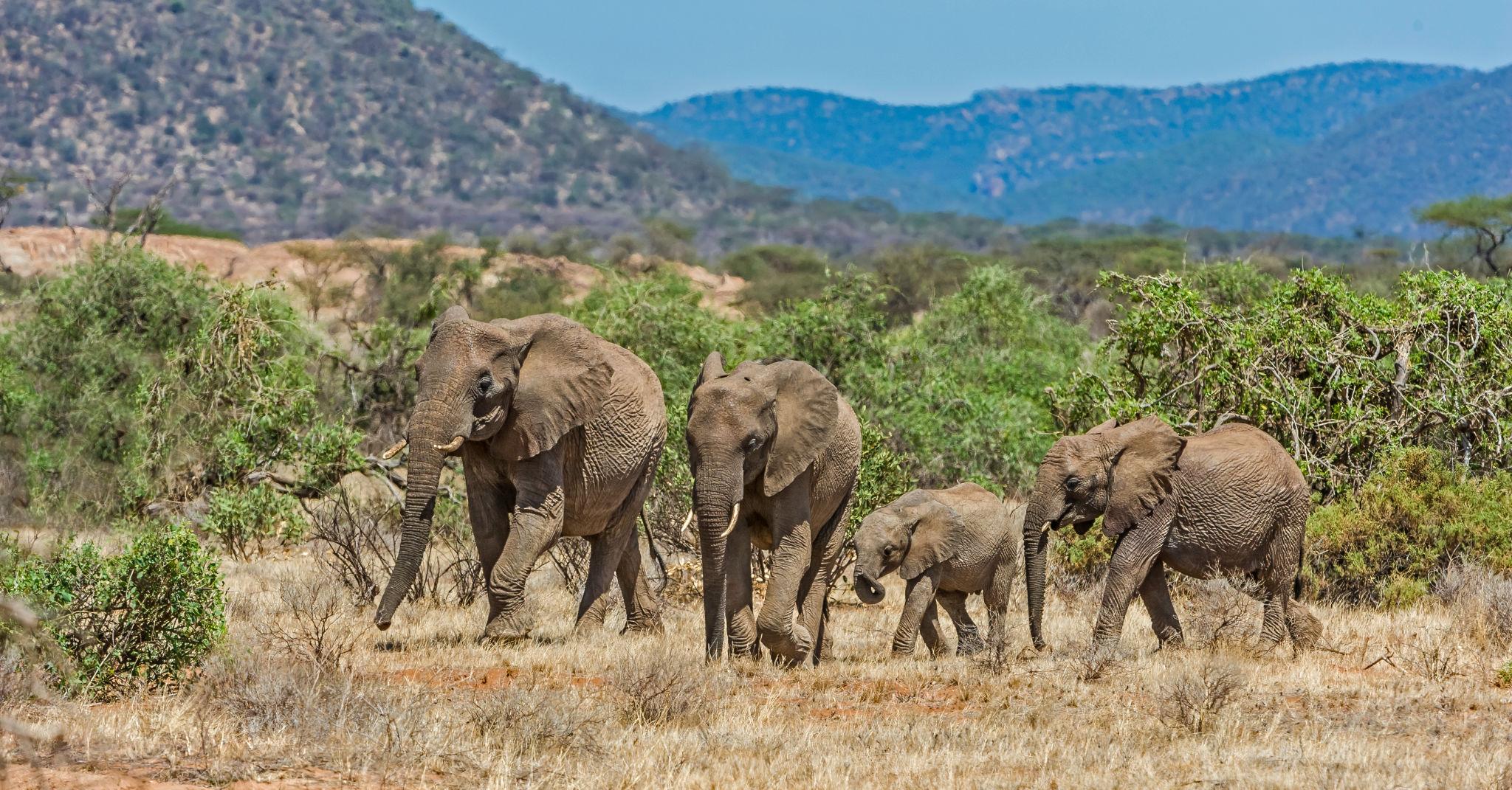 amboseli