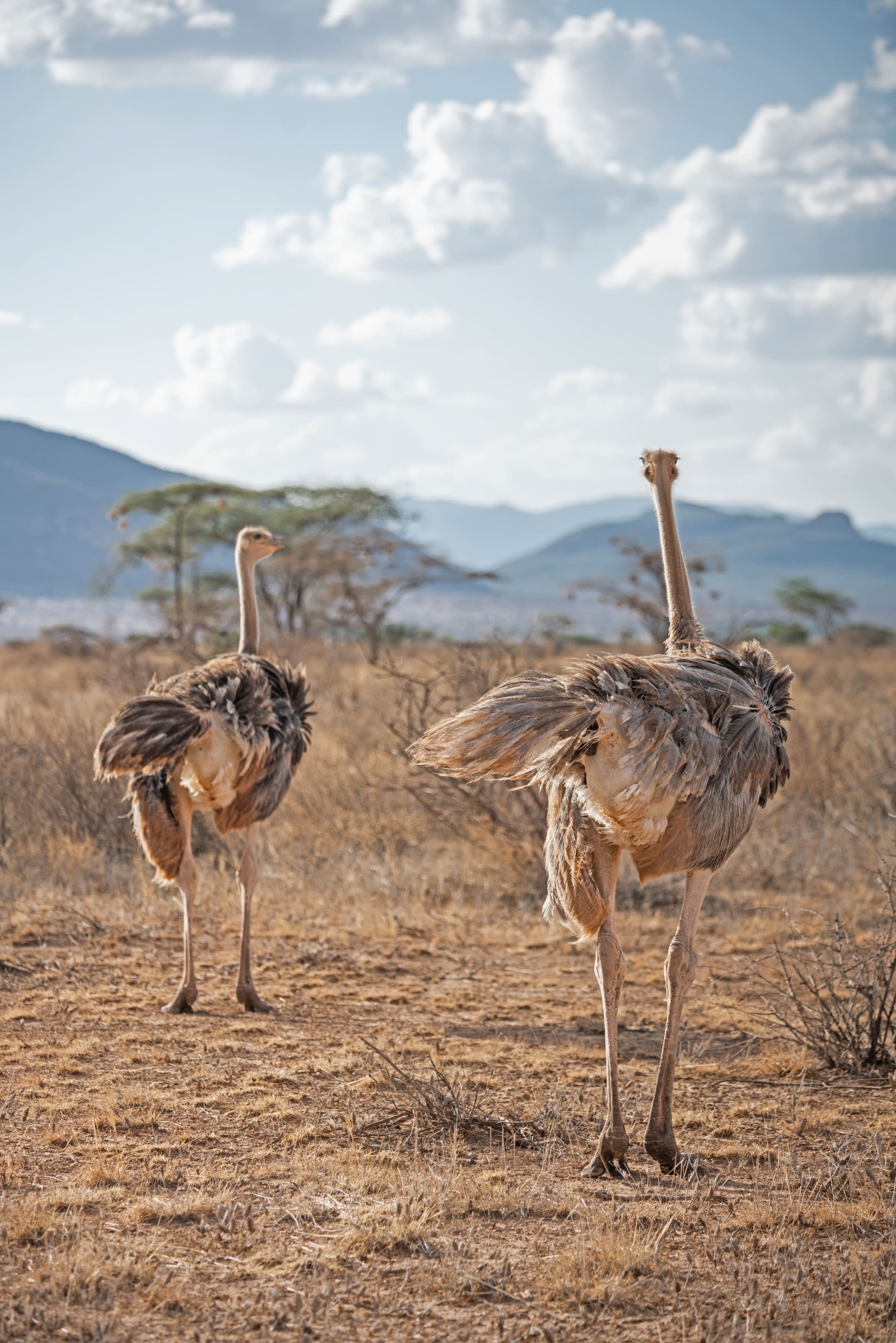 samburu national reserve