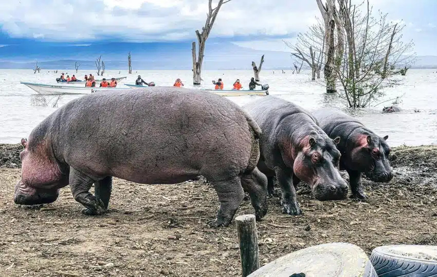lake naivasha