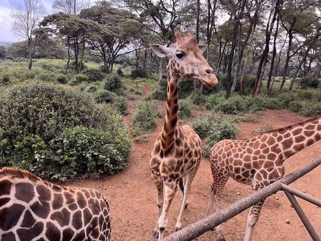 giraffe center