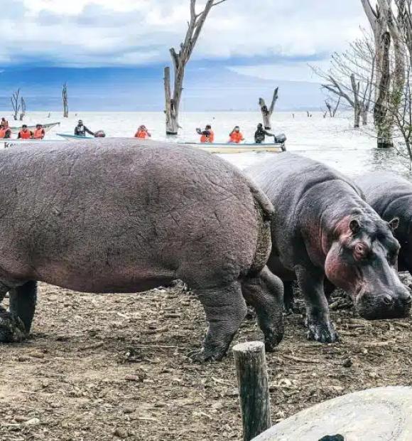 lake naivasha