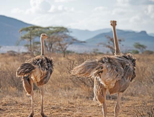 samburu national reserve